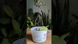 The results of plant growth in an air tight container