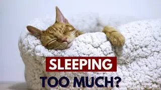 Why Your Cat is Sleeping More Than Usual