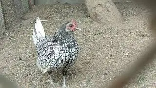 The chicken is crowing like a rooster, what should you do in this situation?