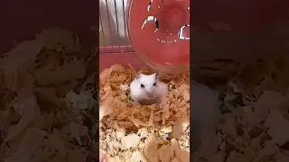 Хома❤‍🔥☺ #милота #pets #cute #funny #доброеутро #memes