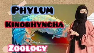Phylum Kinorhyncha ❗