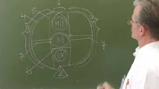 Фасции и клетчаточные пространства малого таза (поперечный разрез, вид сверху)