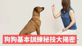 狗狗基本訓練秘技大揭密