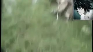 Watch how the deer was freed, entangled with the horns of another dead deer