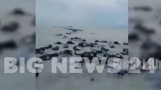 বন্যার জলে ভেসে যাচ্ছে গবাদি পশু|| Pinaki Bhattacharya || Bangladesh flood