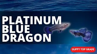 GUPPY PLATINUM BLUE DRAGON - GUPPY INDONESIA