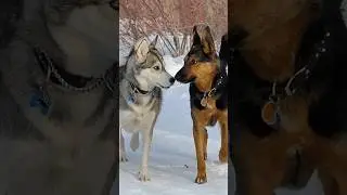 German Shepherd vs Huskies🤣🐕#shorts #dog #doglover #dogs #husky #huskydog #germanshepherd