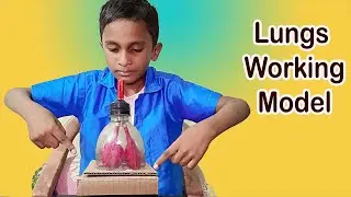 Lungs Working Model | How to Make a Model of Respiratory System | School Science Project