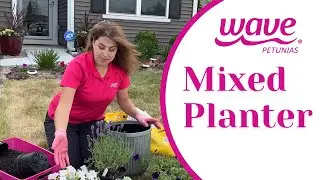 Create a Colorful Mixed Planter with Wave Petunias