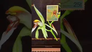 Stamp of the day - Orchids - Papua New Guinea 🇵🇬 #philately #stamps