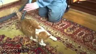 Кот и пылесос Прикол! Смех! Юмор!