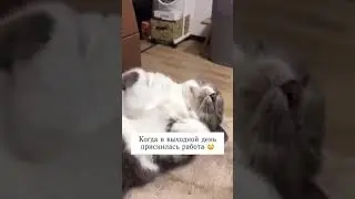 🤣🤣