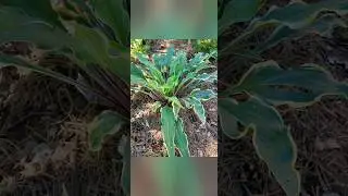 Hosta Kinky Boots