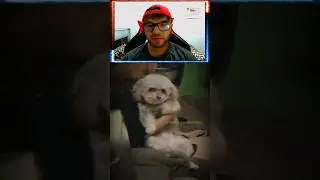 Animais agindo de forma estranha