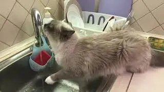 Саманта жадно пьёт из крана