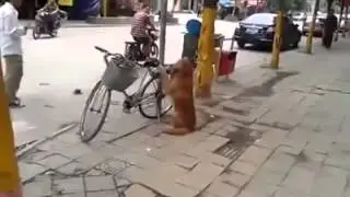 Dog Waits for Owner By His Bike, Watch What Happens Next