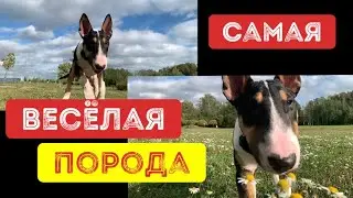 Завёл себе бультерьера и теперь только успеваю снимать его приколы!