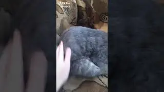 Киса писька