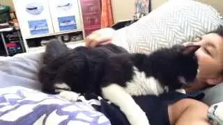 My Cute Little Pussy Cat