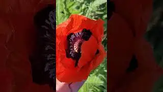 мак#цветы #маки#flowers