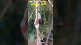 Красоты Кубани в феврале 