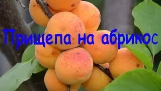 Прищепа на абрикос