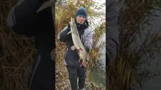 Вот это ЩУКА на Ультралайт!#shorts