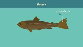 Fische – äußerer Bau – Zusammenfassung einfach erklärt | sofatutor