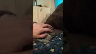 slow motion bunny