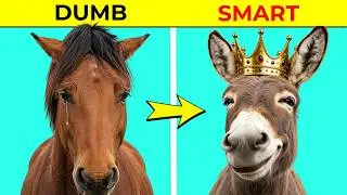 Donkeys Are Smarter Than You Think 😳
