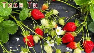 Тиан Ти😍🥰🍓. Очень красивые ягоды👍👍👍