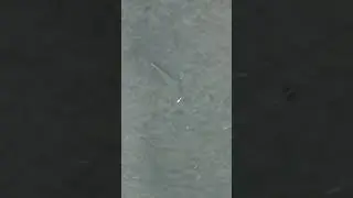 Giant fish eats topwater lure!! #fishing #shorts