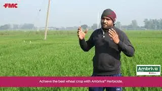 𝗔𝗺𝗯𝗿𝗶𝘃𝗮® का वार, गुल्ली डंडे की पक्की हार ! #FMCIndia #Herbicide #Ambriva #Isoflex #Wheat