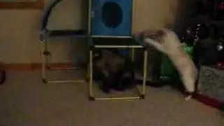 Life with BEST Akita Chief, and siamese cats