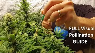 HOT, YOUNG Sativa Female COVERED In Thick Male Pollen -  Pollen Collection & Application Guide