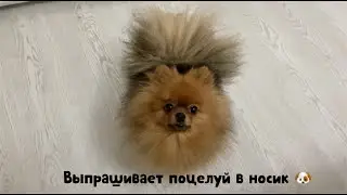 Маленький пушистик выпрашивает поцелуй в носик