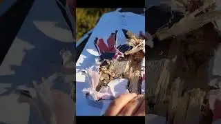 ЧТО МОЖЕТ САЙГА 5.45 ИСП 030