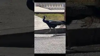 Why Did The Peacock Cross The Road? #shorts