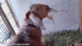Воспитываю козла,хозяйство, Хани вредитель,готовлю еду,