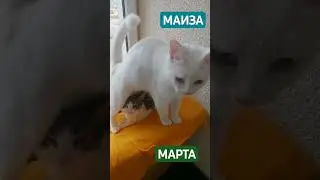 Маиза 
