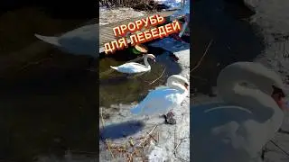 Прорубь для лебедей. #аксельфранк