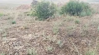 Hunting for chukar oxota na keklik kurapatka