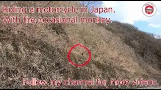 Monkey Monkey in Japan