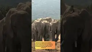 Elephant Facts - Amazing Animal Facts #facts #factsinhindi #elephant #elephantfacts #shorts