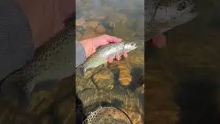Trout fishing catch & release #fishing #shorts