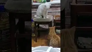 кот задиоа 🤣 #кот #обормот