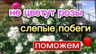 🌹Не цветут розы... слепые побеги🌹🌹🌹
