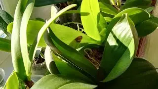МОИ ОРХИДЕЙНЫЕ ПЛАНТАЦИИ🌱🌱🌱😀🤩👍❣️