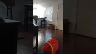 Andy playing fetch