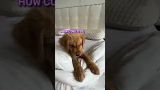 Booping My Dog One Too Many Times...